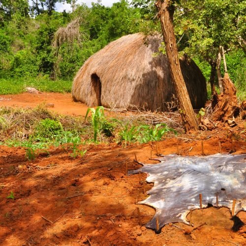 Forêts Sacrées De Kayas Des Mijikenda