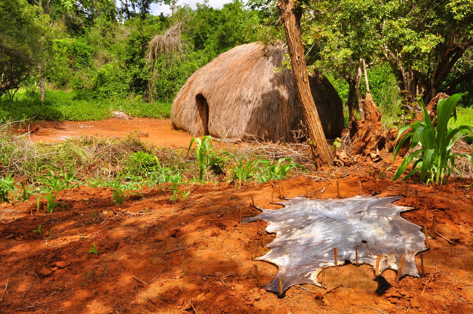 Forêts Sacrées De Kayas Des Mijikenda