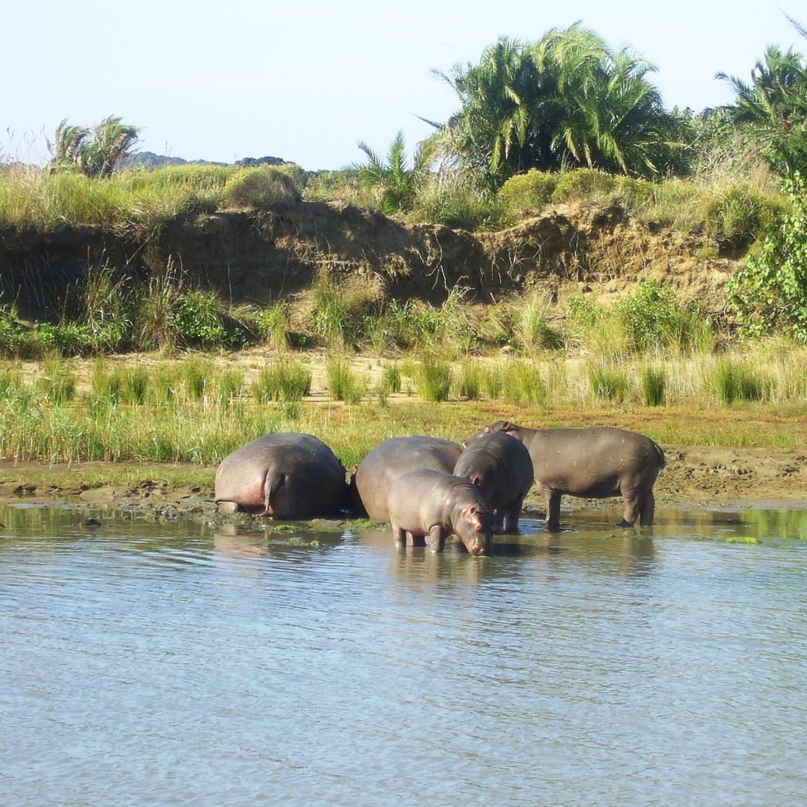 Parc De La Zone Humide D’iSimangaliso