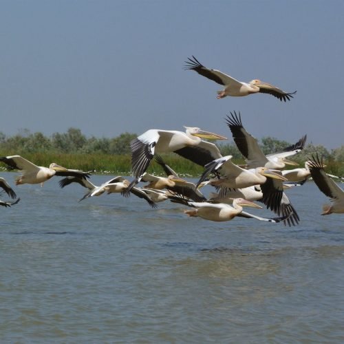 Parc national des oiseaux du Djoudj