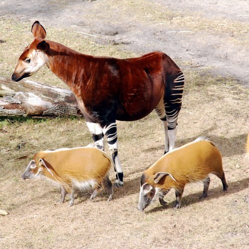 Réserve De Faune À Okapis
