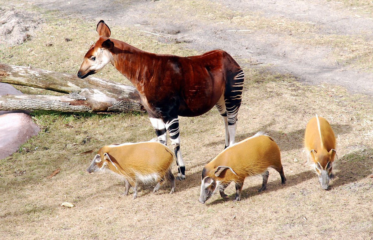 Réserve De Faune À Okapis