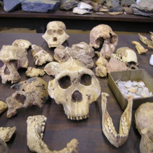 Sites Des Hominidés Fossiles D’Afrique Du Sud