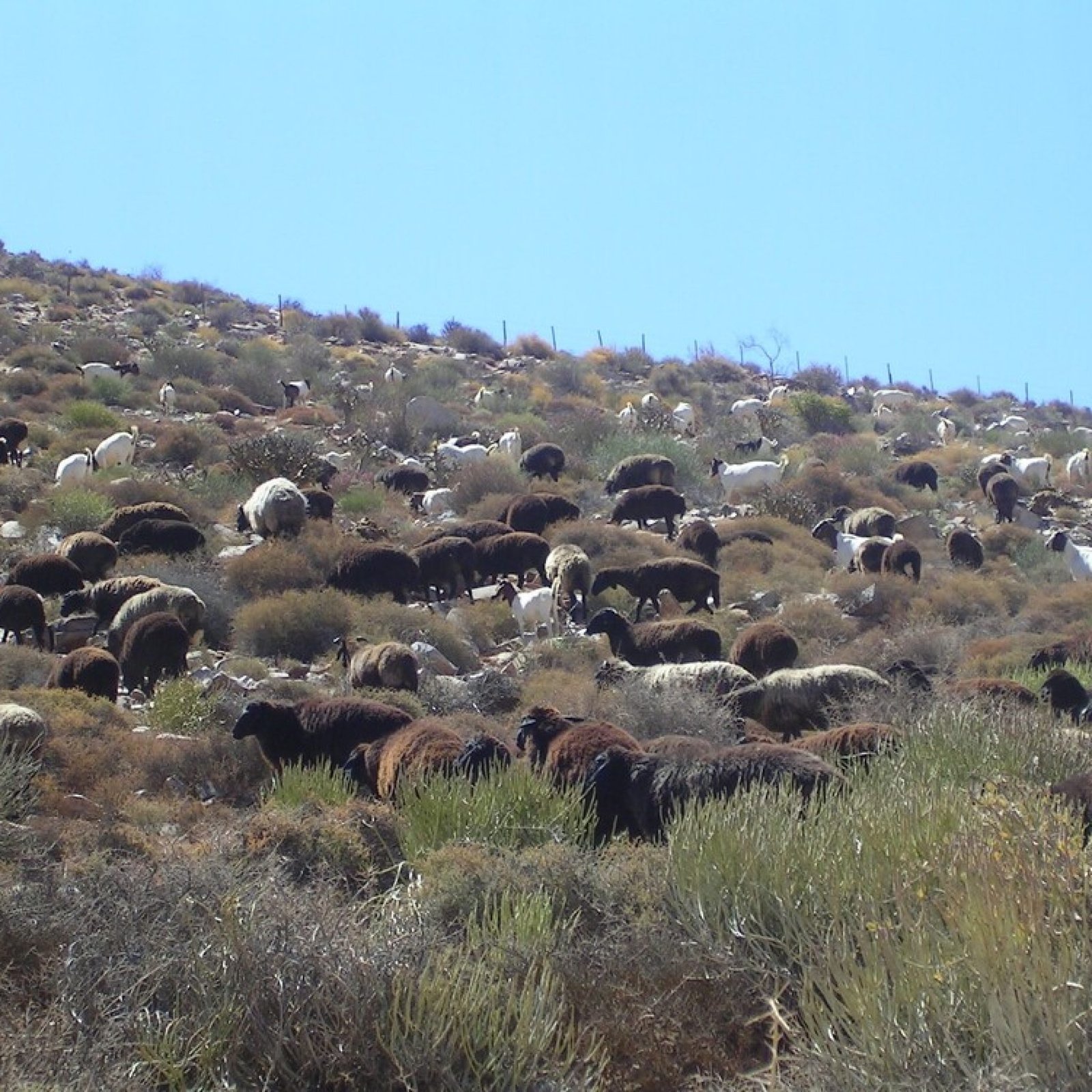 Paysage Culturel Et Botanique Du Richtersveld