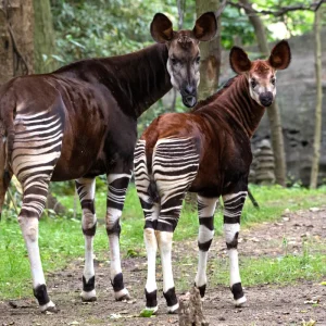 539rr79wkk_Julie_Larsen_Maher_6889_Okapi_and_Calf_CON_BZ_06_16_17_hr