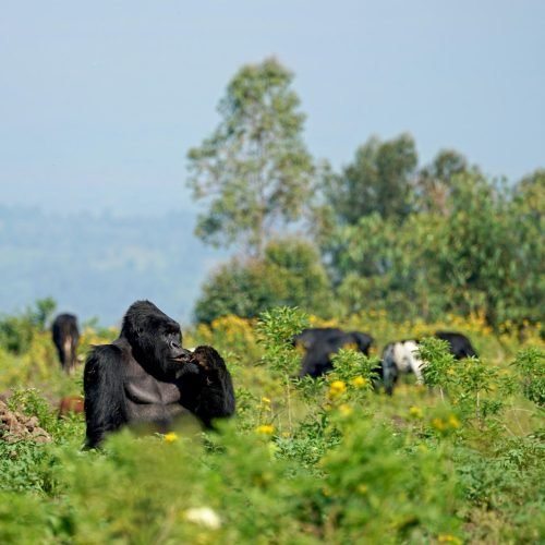 Parc National Des Virunga