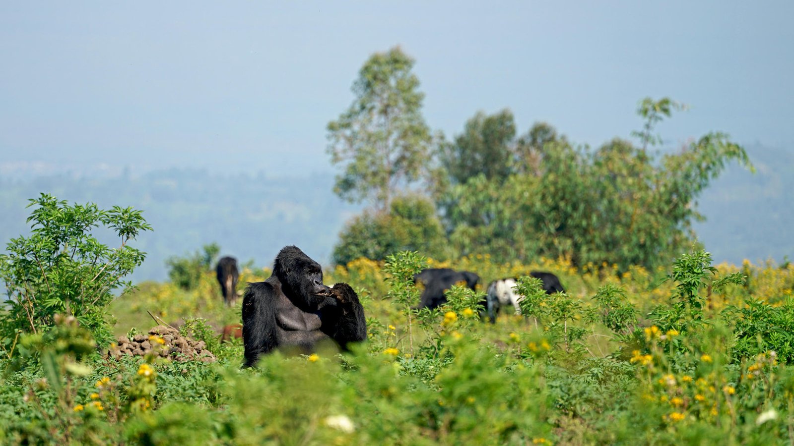 Parc National Des Virunga