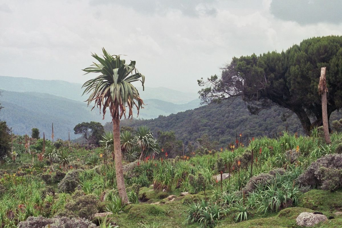 Parc National Des Monts Balé