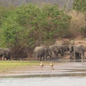 Elephants-Selous-Game-Reserve-Tanzania