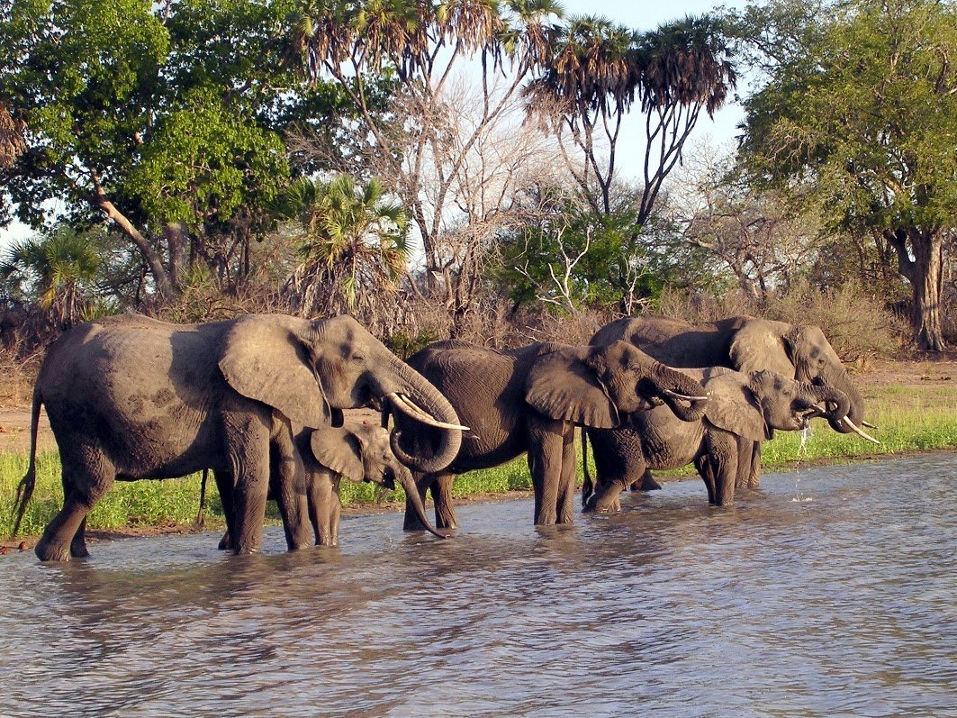 Réserve De Gibier De Selous