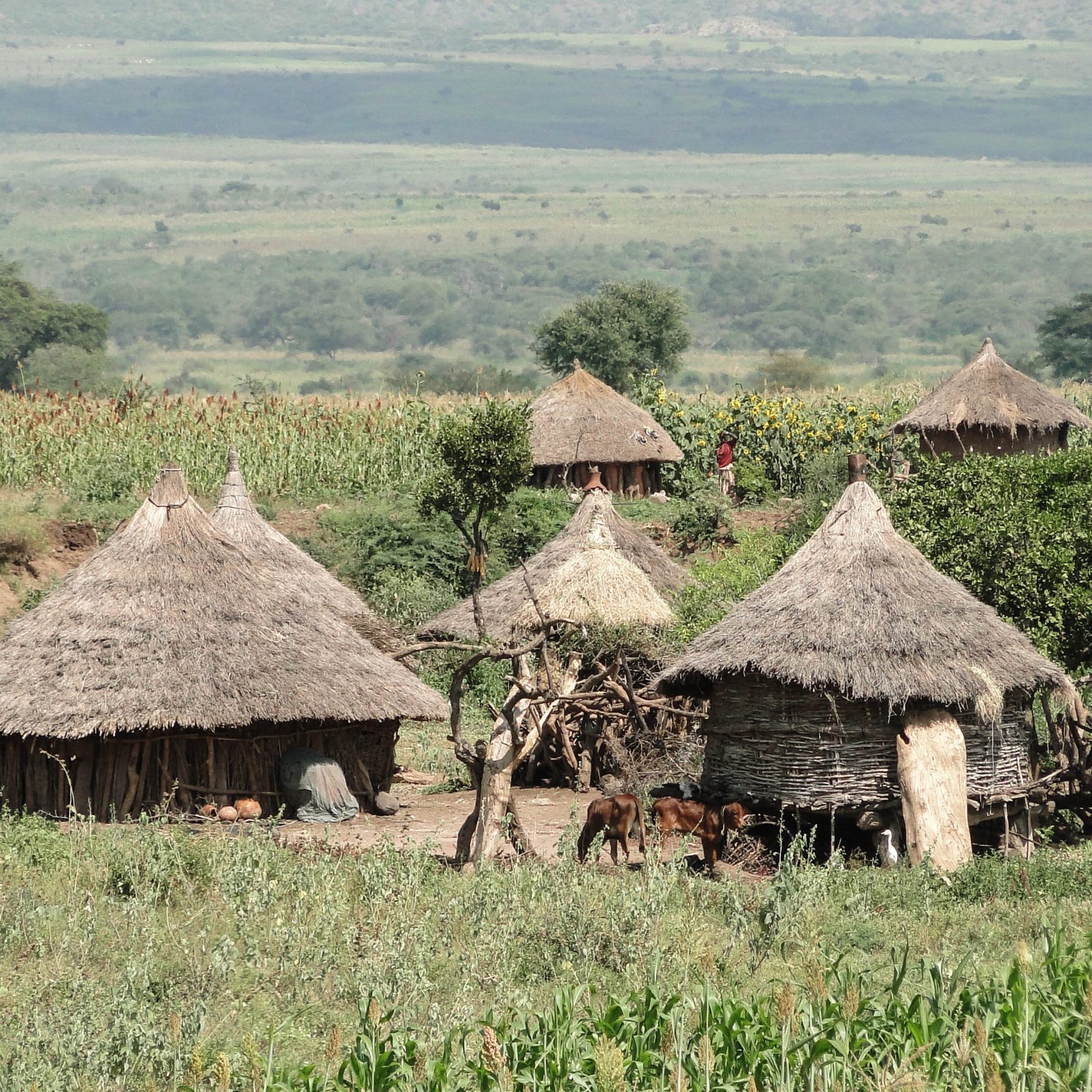 Paysage Culturel Du Pays Konso