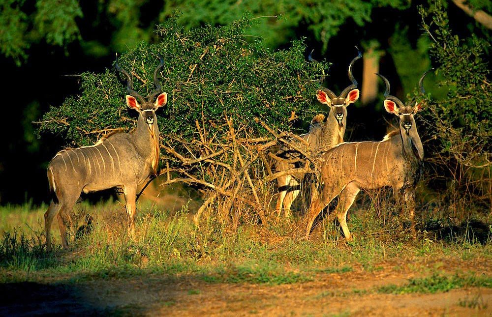 Parc National De Mana Pools