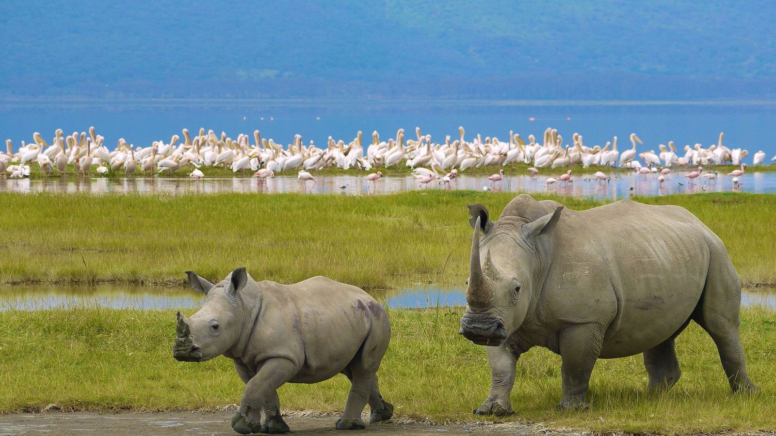 Réseau Des Lacs Du Kenya