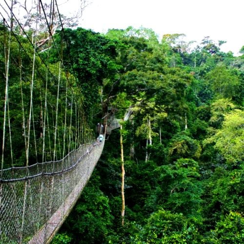 Parc National De Nyungwe