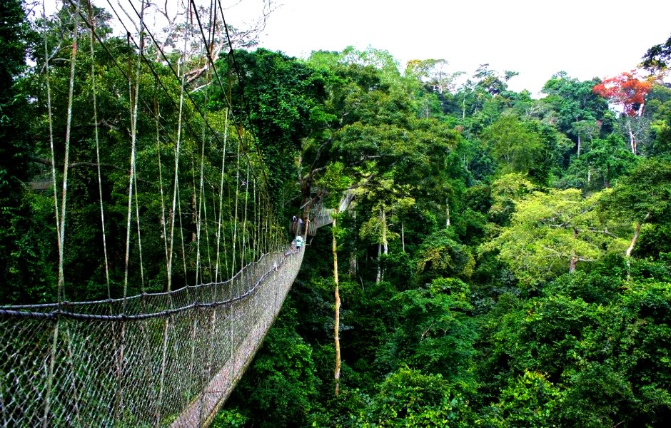 Parc National De Nyungwe