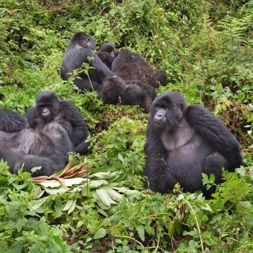 Forêt Impénétrable De Bwindi