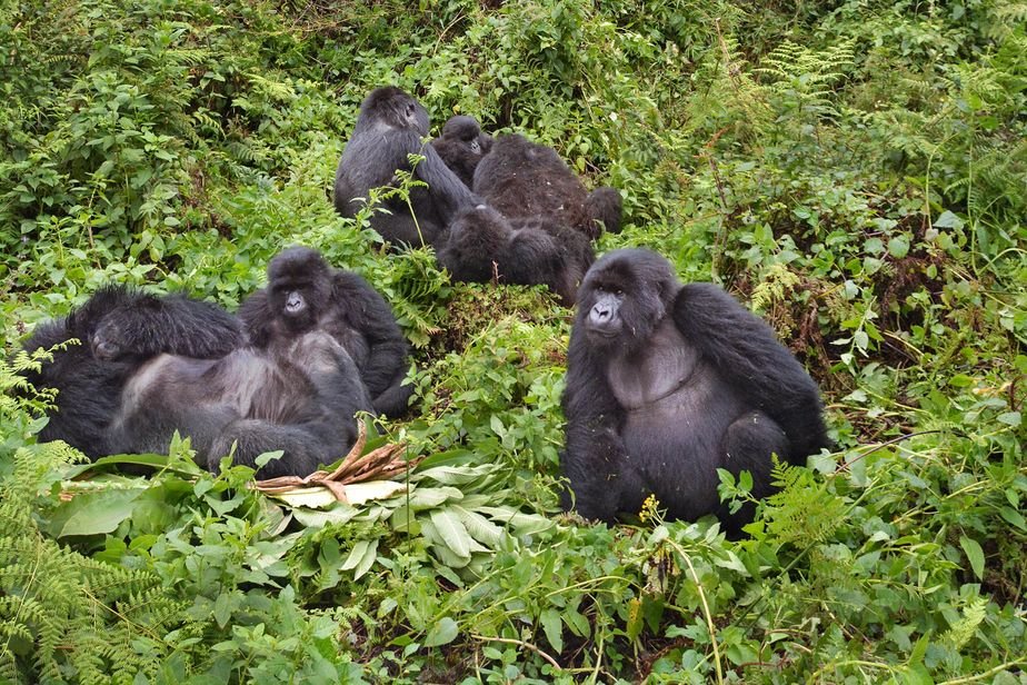 Forêt Impénétrable De Bwindi