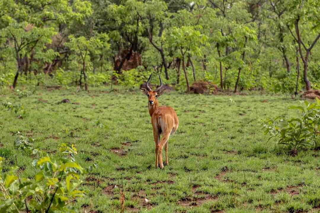 Parc National De La Comoé