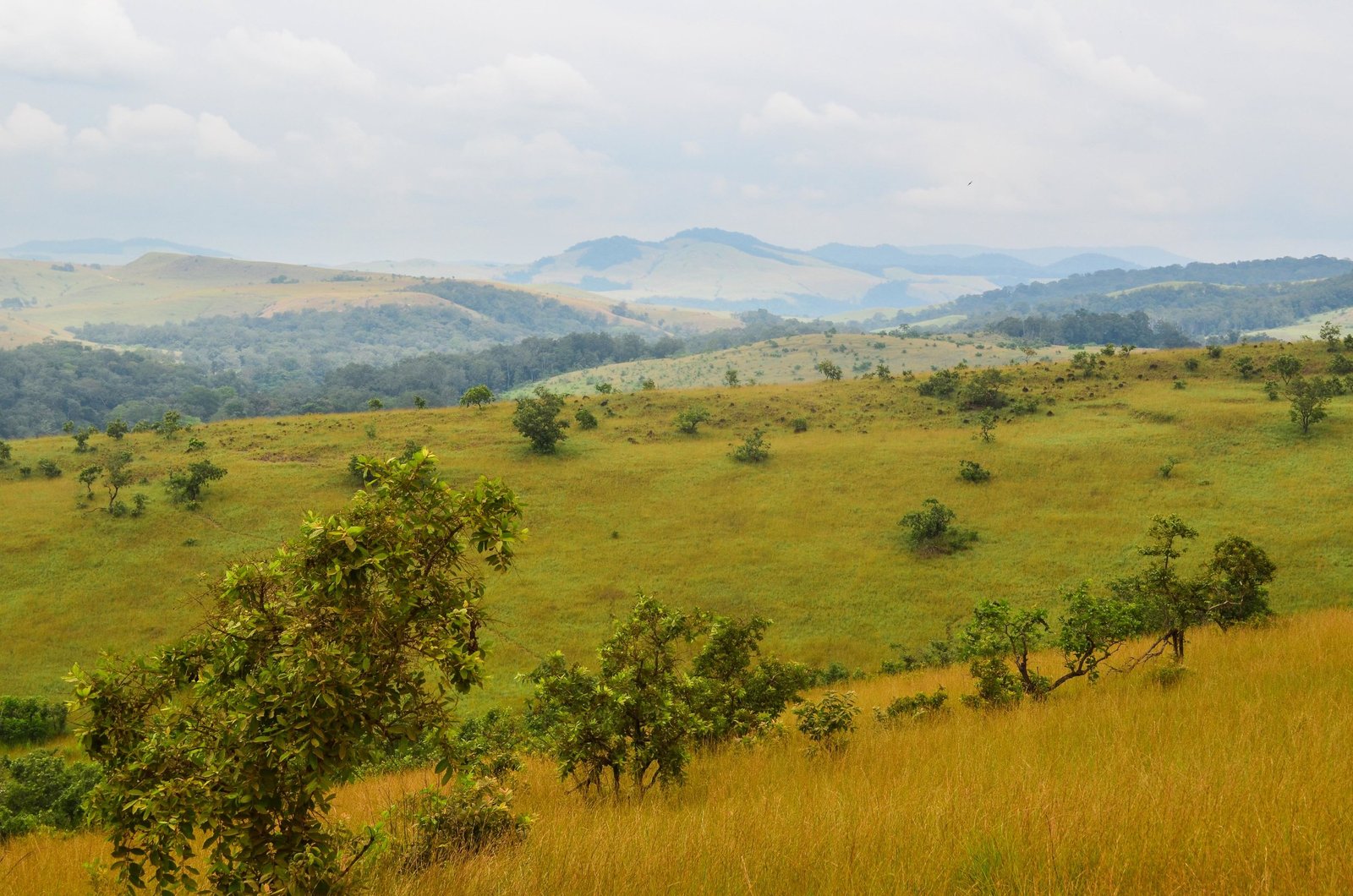 Écosystème Et Paysage Culturel Relique De Lopé-Okanda