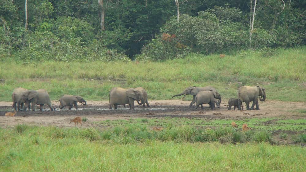 Parc National De L’Ivindo