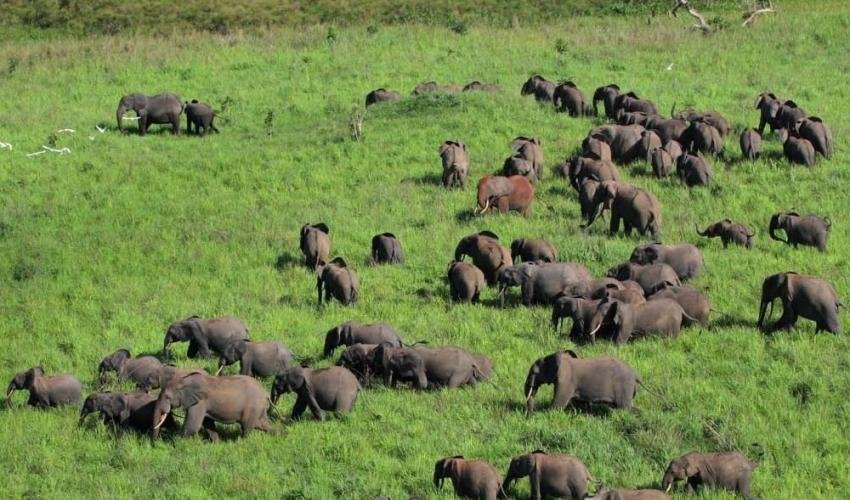 Parc National De La Garamba