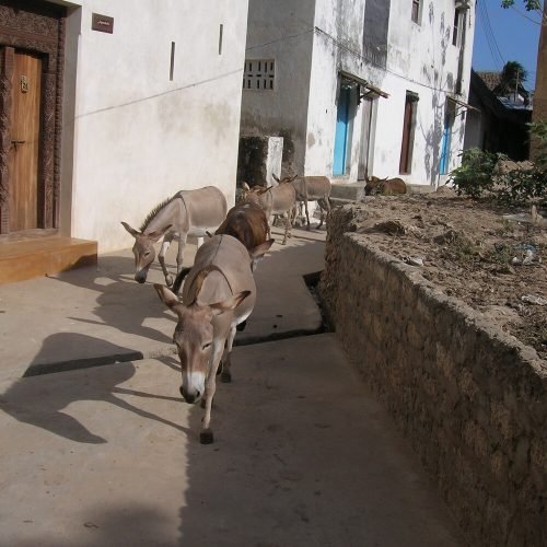 Vieille Ville De Lamu