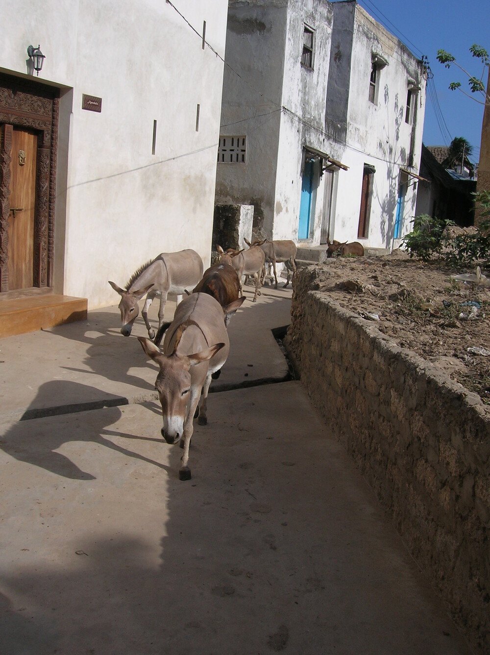 Vieille Ville De Lamu