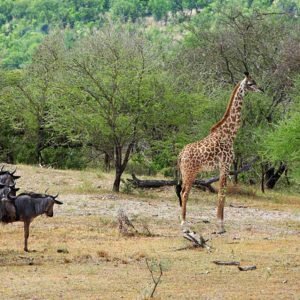 Réserve De Gibier De Selous