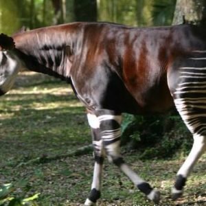 un_okapi_a_la_reserve_de_faunes_a_okapis_a_epulu_2005