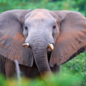 une-elephant-foret-1024x576-1